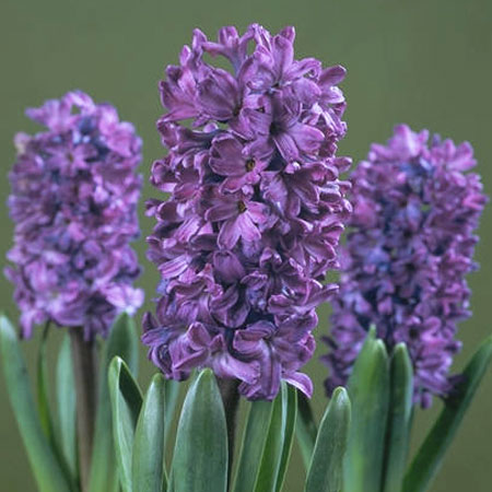 Hyacinth Floral Absolute Oils